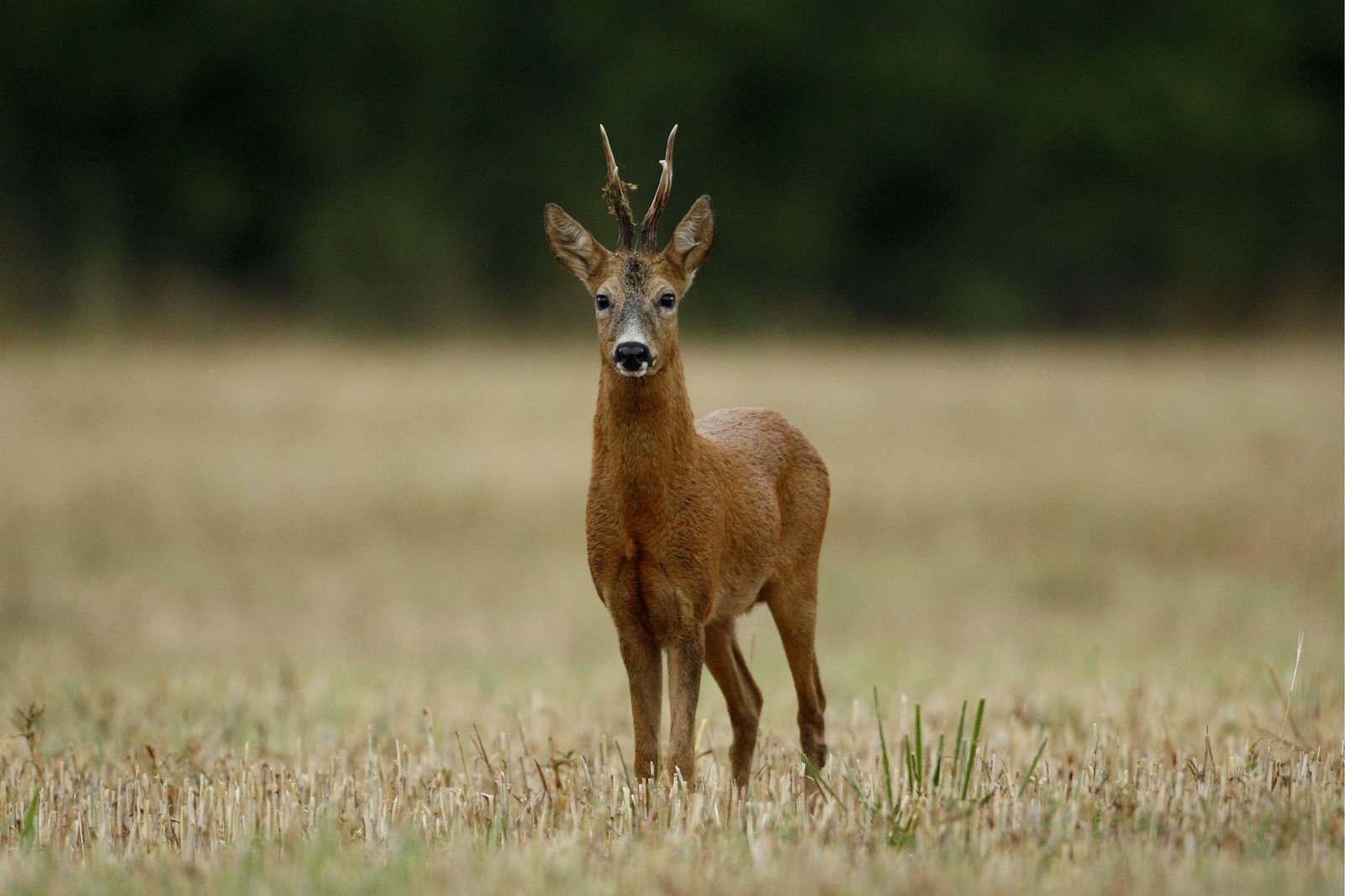 Chasse en battue