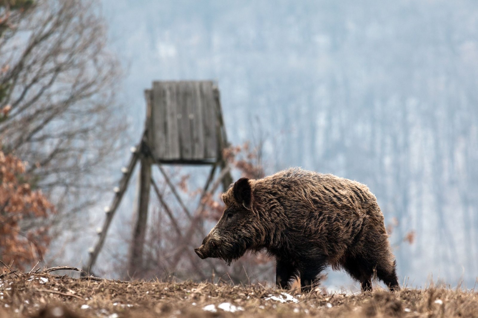 Hunt on the lookout