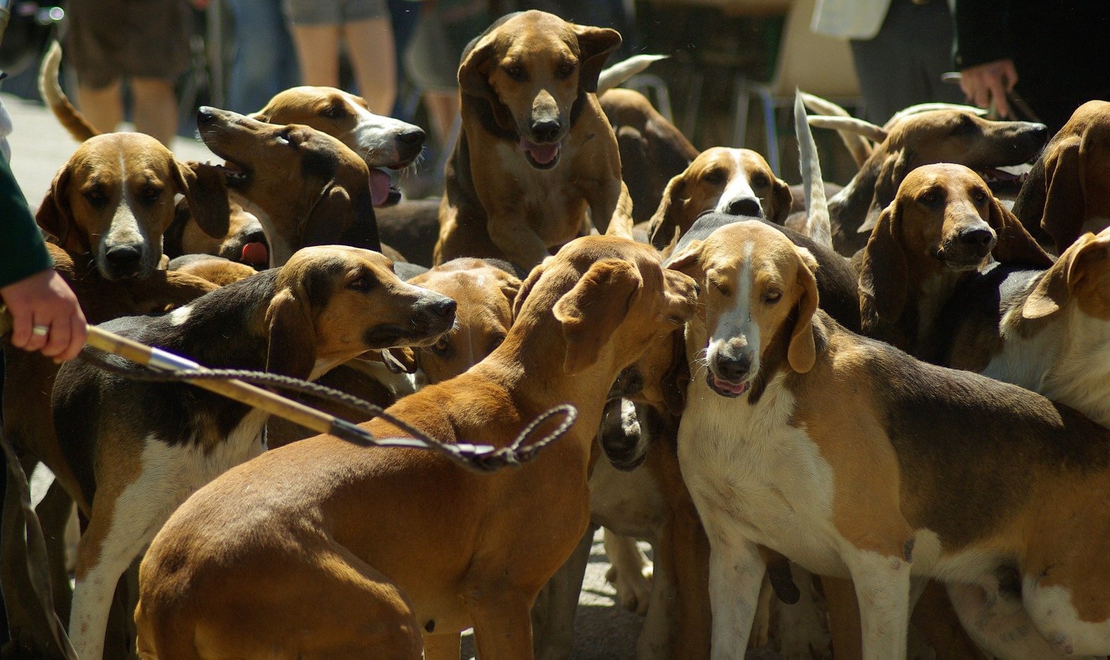 Hound hunting hound