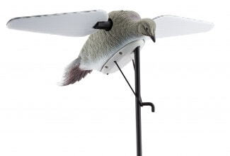 Calling dove turtles rotating wings