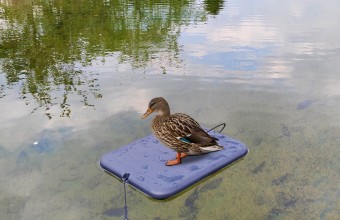 Photo AP637-3 Floating tray support for decoys