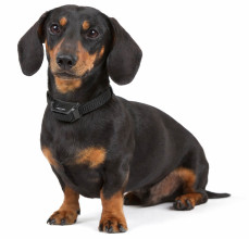 Photo NUM225-04.jpg Additional clamp for Canifugue fence FUG1032 and FUG1033