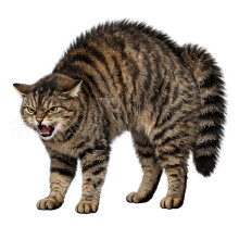 Photo NUM740-04.jpg Num'Axes Cat Stop Eyenimal cat repellent